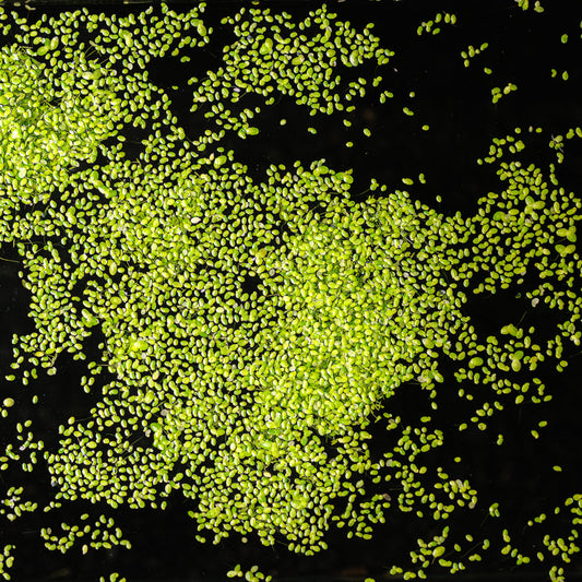 DUCKWEED | LEMNA MINOR