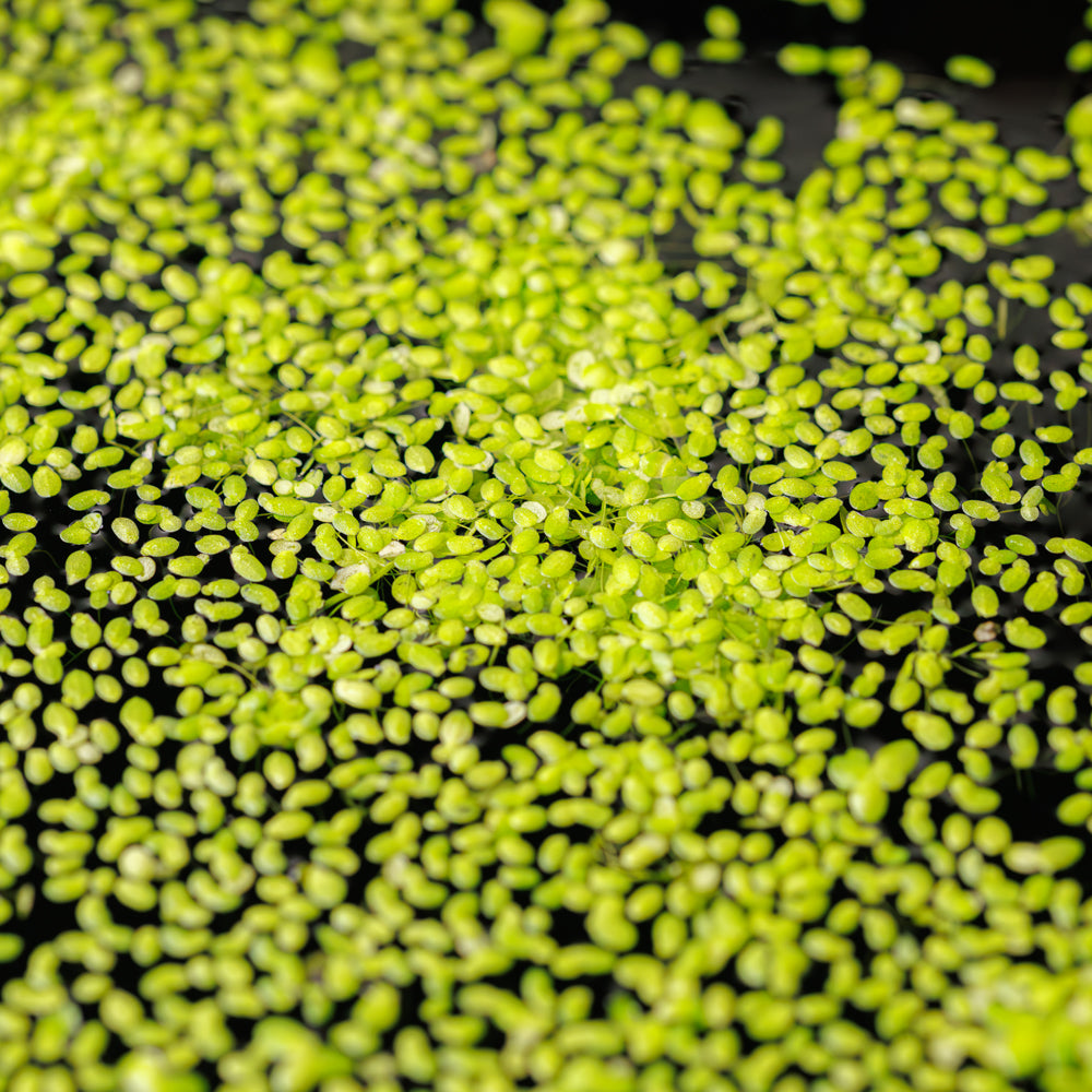 DUCKWEED | LEMNA MINOR