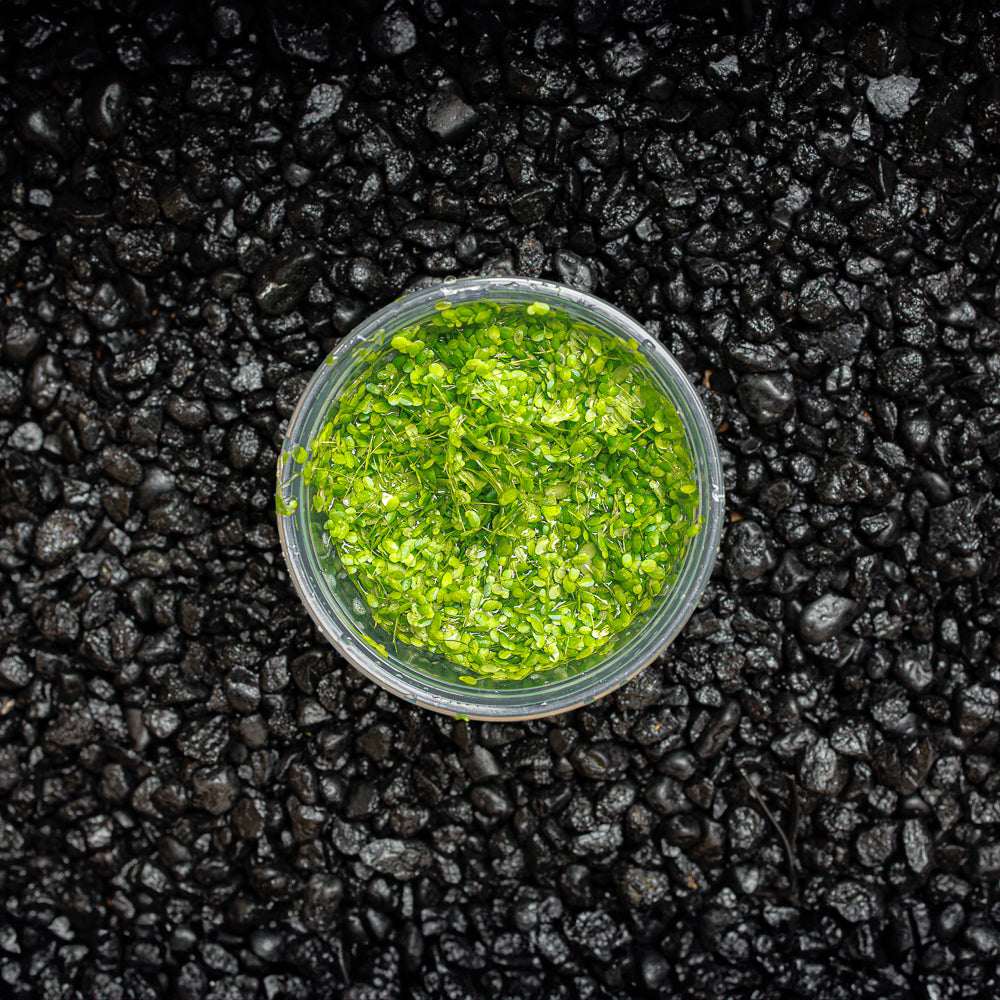 DUCKWEED | LEMNA MINOR