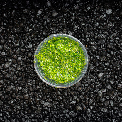 DUCKWEED | LEMNA MINOR