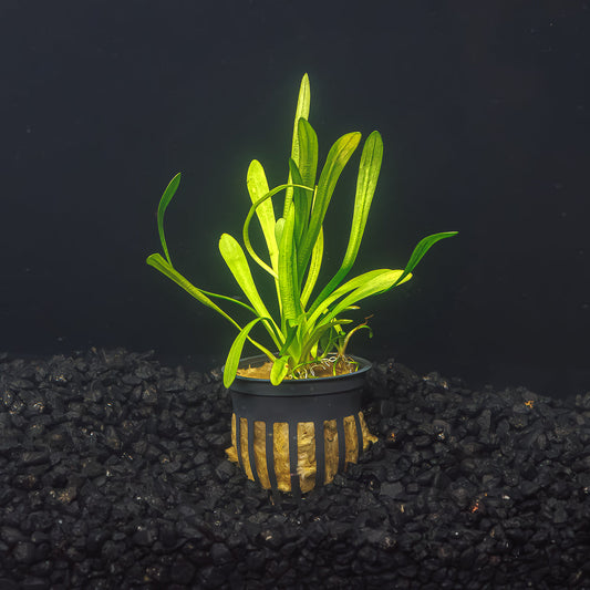 DWARF SAGITTARIA