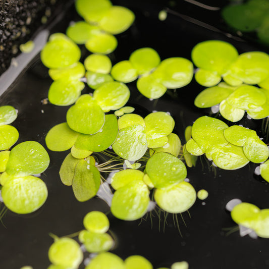 GIANT DUCKWEED - SPIRODELA POLYRHIZA