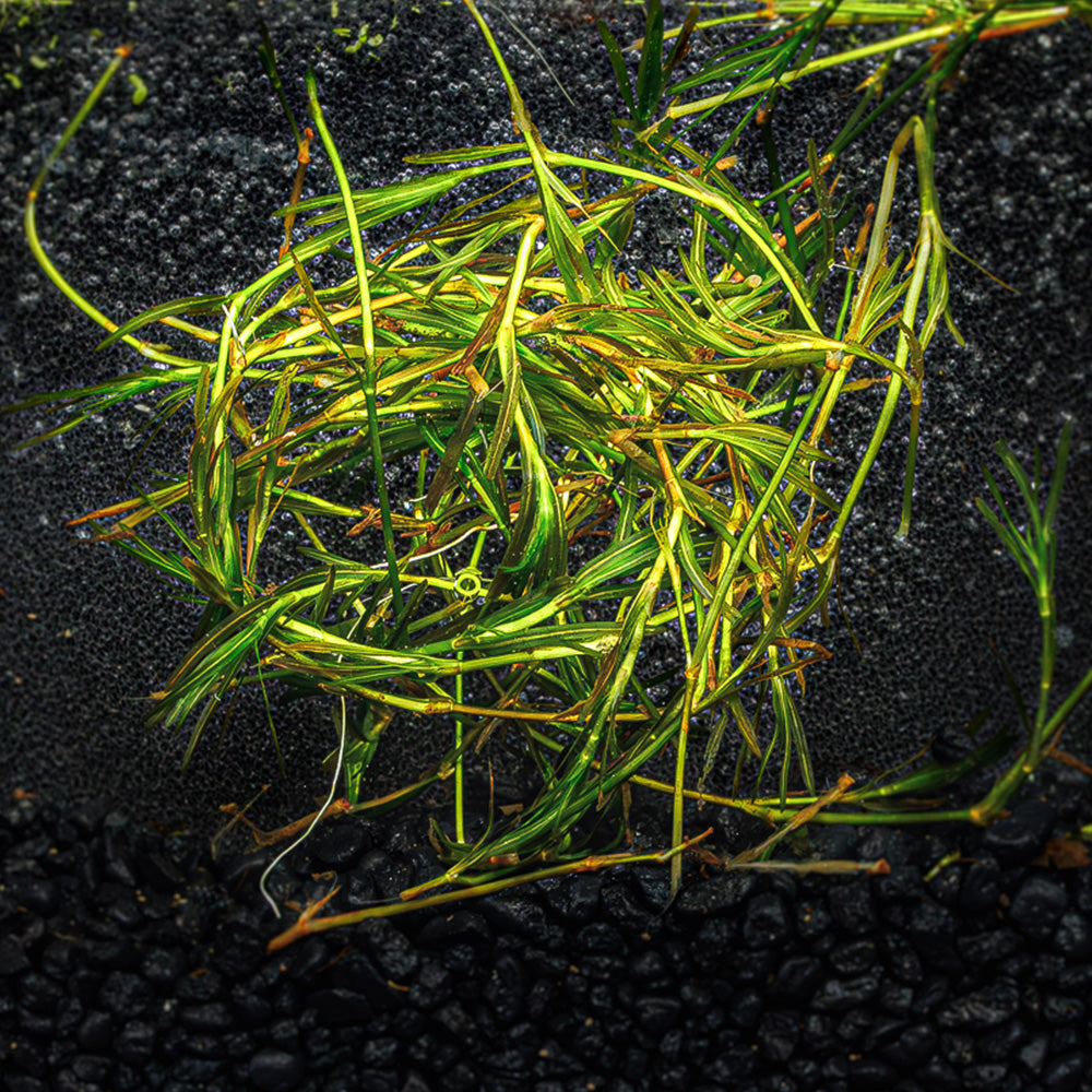 GUPPY GRASS