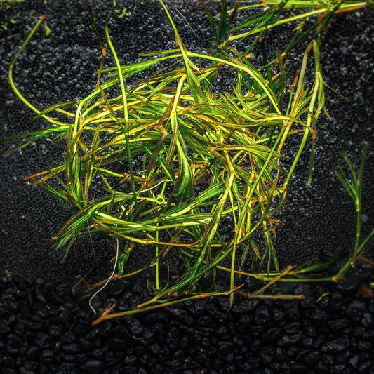 GUPPY GRASS