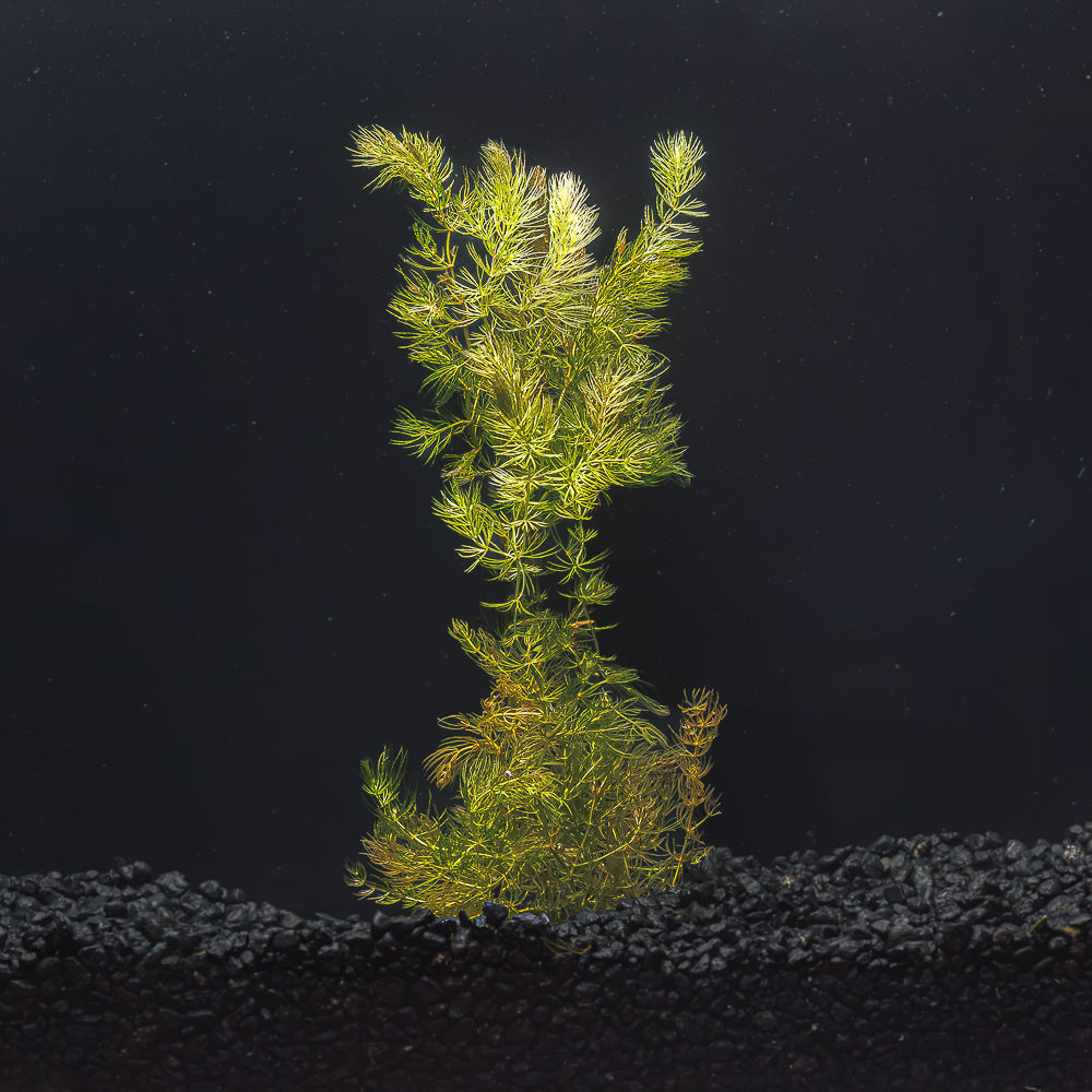 HORNWORT | CERATOPHYLLUM DEMERSUM