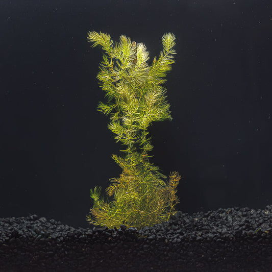 HORNWORT | CERATOPHYLLUM DEMERSUM