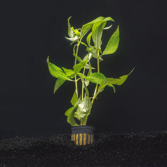 HYGROPHILA WILLOW | HYGROPHILA ANGUSTIFOLIA
