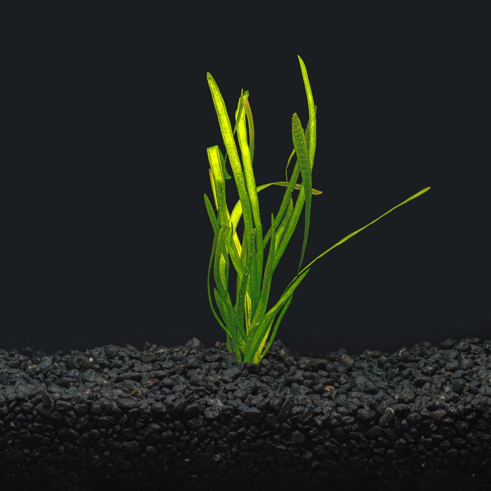 ITALIAN VAL | VALLISNERIA SPIRALIS