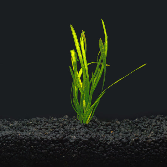 ITALIAN VAL | VALLISNERIA SPIRALIS