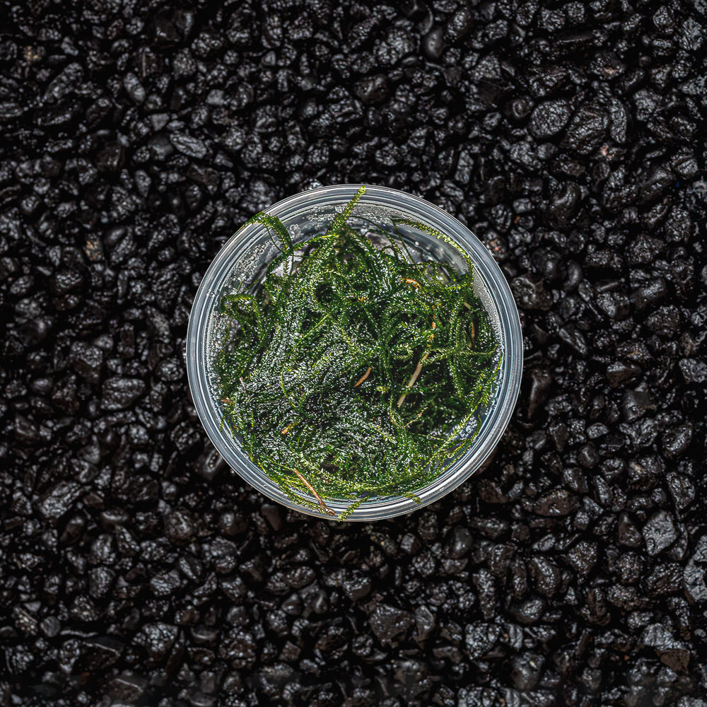 JAVA MOSS