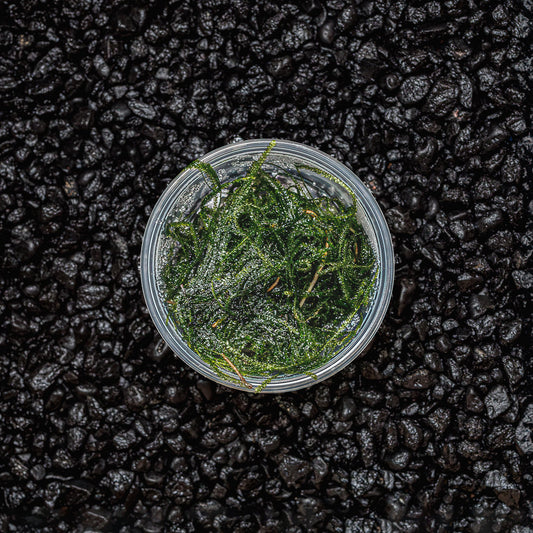JAVA MOSS