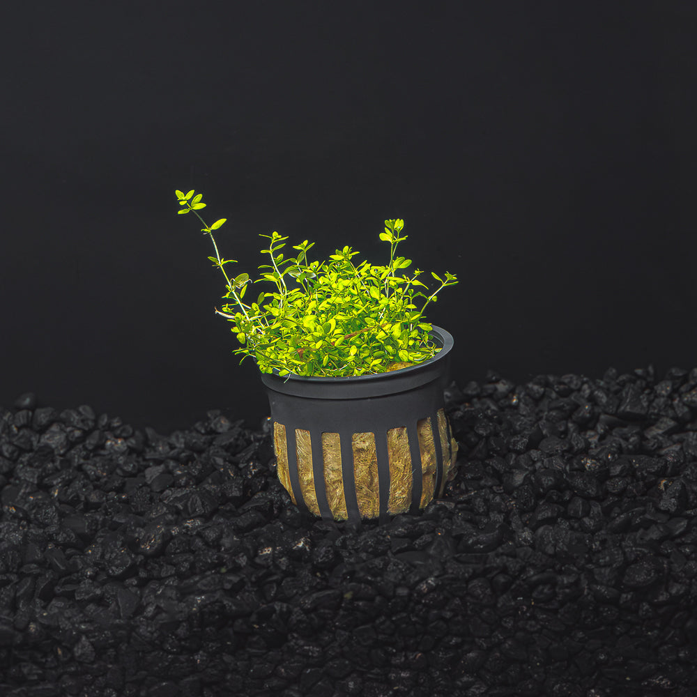 PEARL WEED | MICRANTHEMUM MICRANTHEMOIDES
