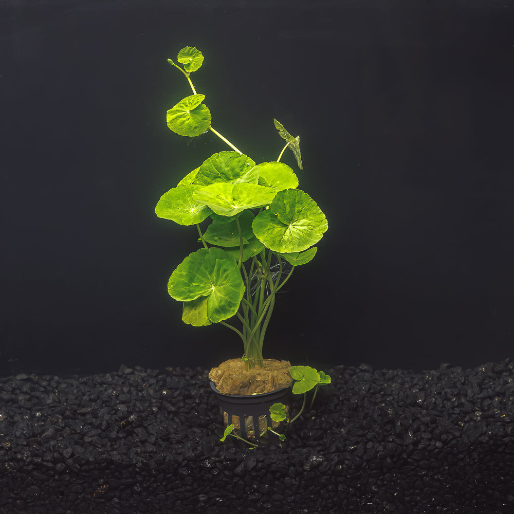 BRAZILIAN PENNYWORT