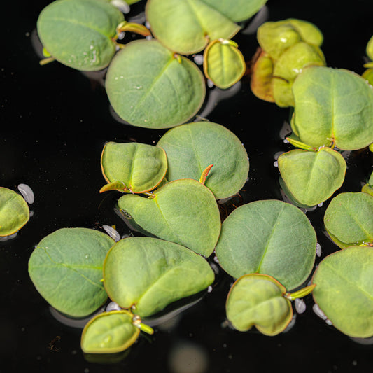 RED ROOT FLOATERS