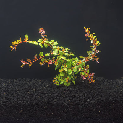 ROTALA 'VIETNAM H'RA'