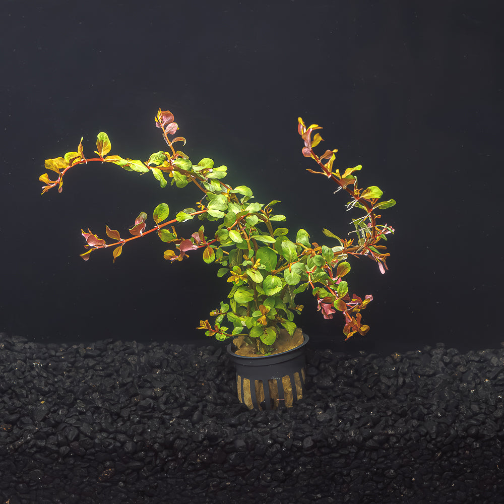 ROTALA 'VIETNAM H'RA'