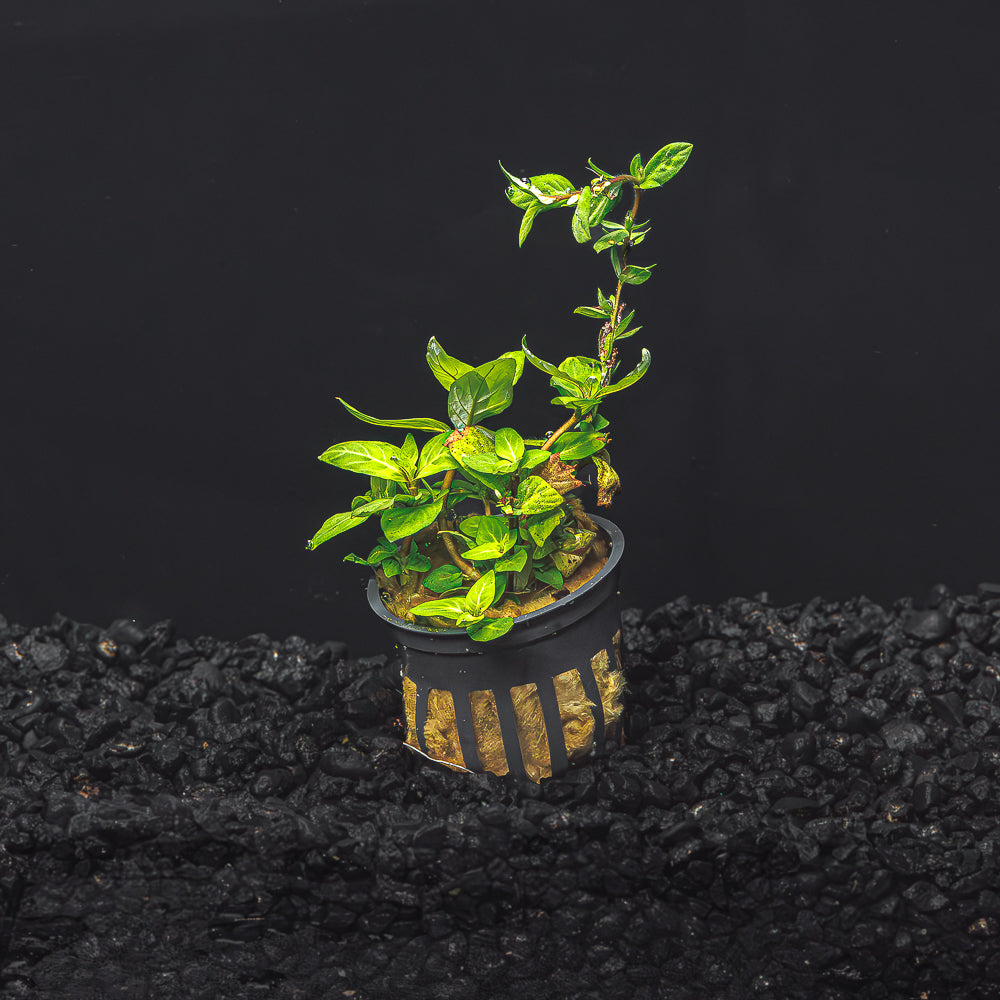 STAUROGYNE REPENS