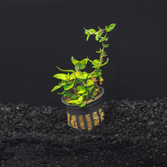 STAUROGYNE REPENS