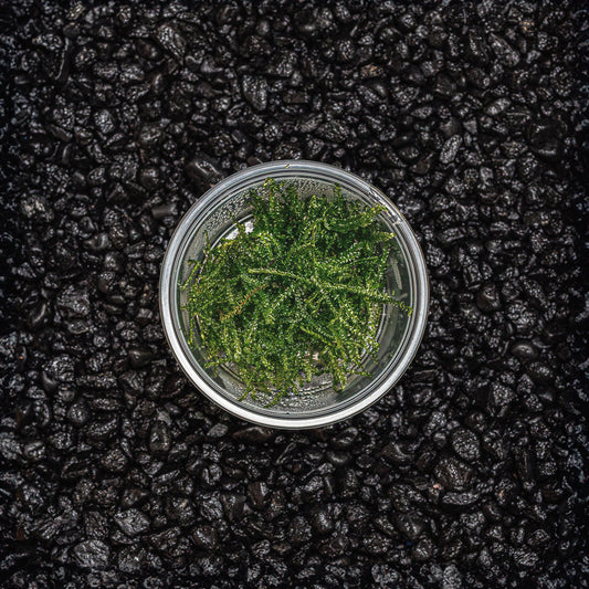 TAIWAN MOSS