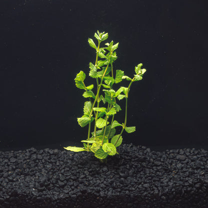 WATER WISTERIA | HYGROPHILA DIFFORMIS