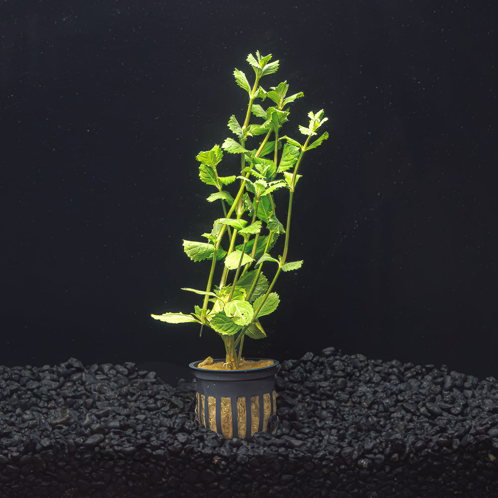 WATER WISTERIA | HYGROPHILA DIFFORMIS