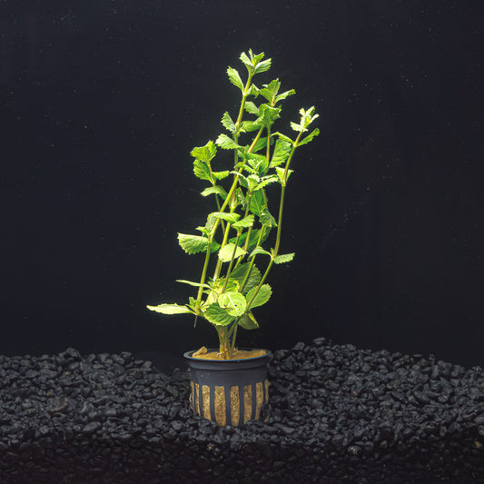 WATER WISTERIA | HYGROPHILA DIFFORMIS