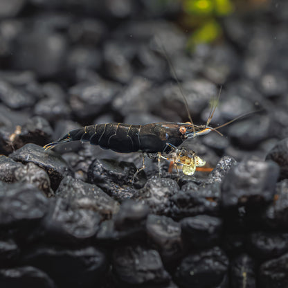 BLACK ROSE SHRIMP