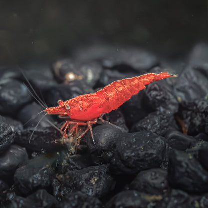 RED CHERRY SHRIMP