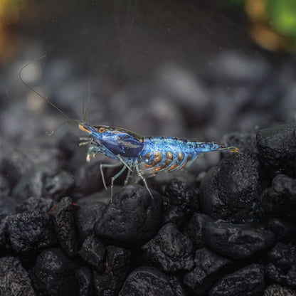 BLUE DREAM SHRIMP