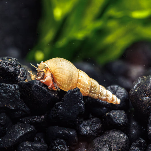 10 MALAYSIAN TRUMPET SNAILS