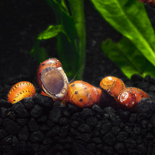 3 ONION NERITE SNAILS