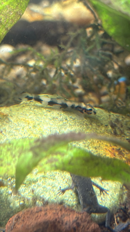 Panda Garra (Garra flavatra)