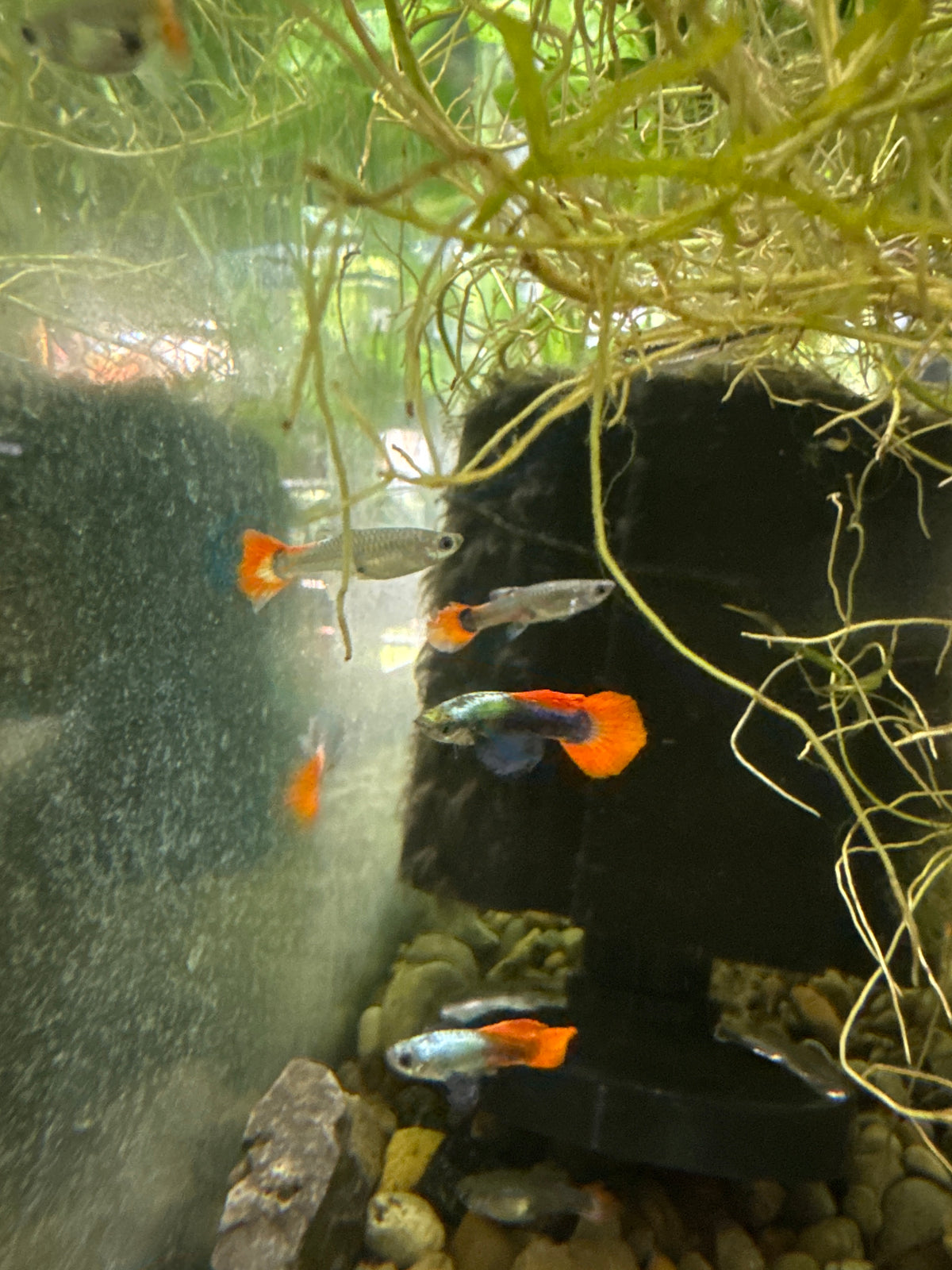 Platinum dumbo redtail guppies (3) trio male and two females (Copy 2)