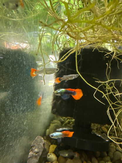 Platinum dumbo redtail guppies (3) trio male and two females (Copy 2)