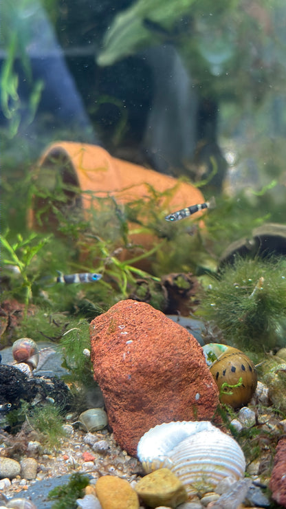 Clown Killifish