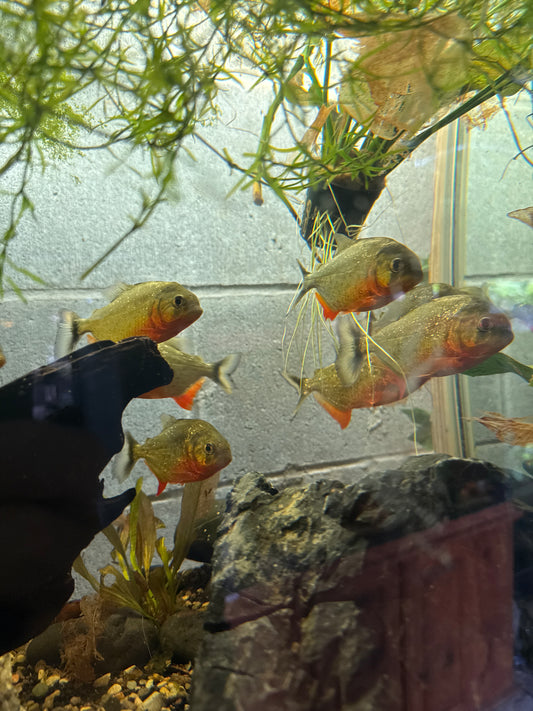 Red-Bellied Piranha (Pygocentrus nattereri)