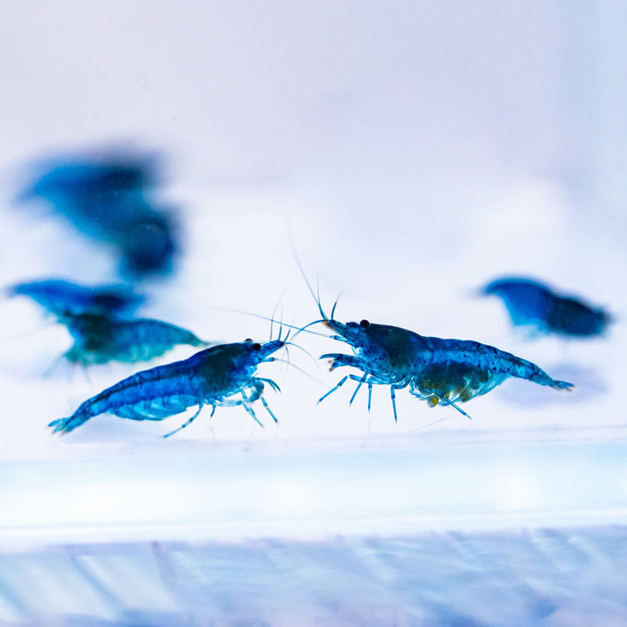 BLUE DREAM SHRIMP