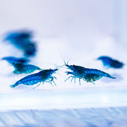 BLUE DREAM SHRIMP
