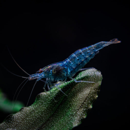 BLUE DREAM SHRIMP