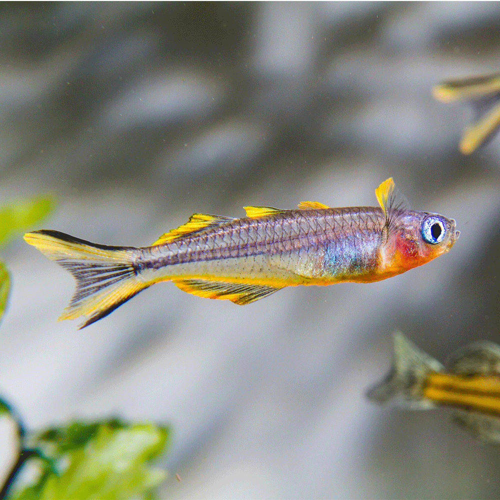 FORKTAIL BLUE-EYE RAINBOWFISH | PSEUDOMUGIL FURCATUS