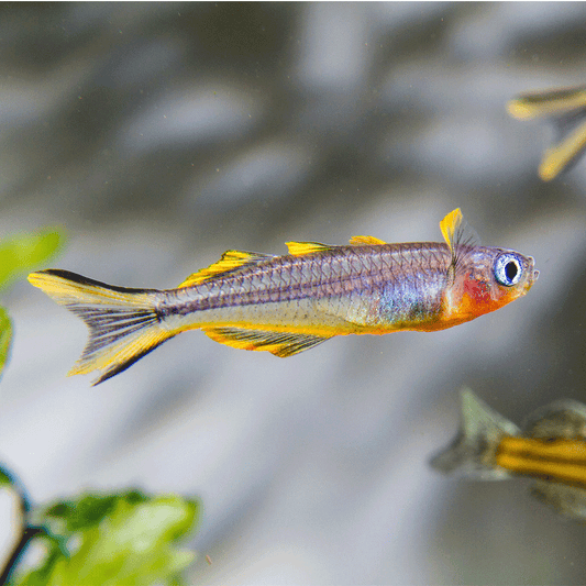 FORKTAIL BLUE-EYE RAINBOWFISH | PSEUDOMUGIL FURCATUS