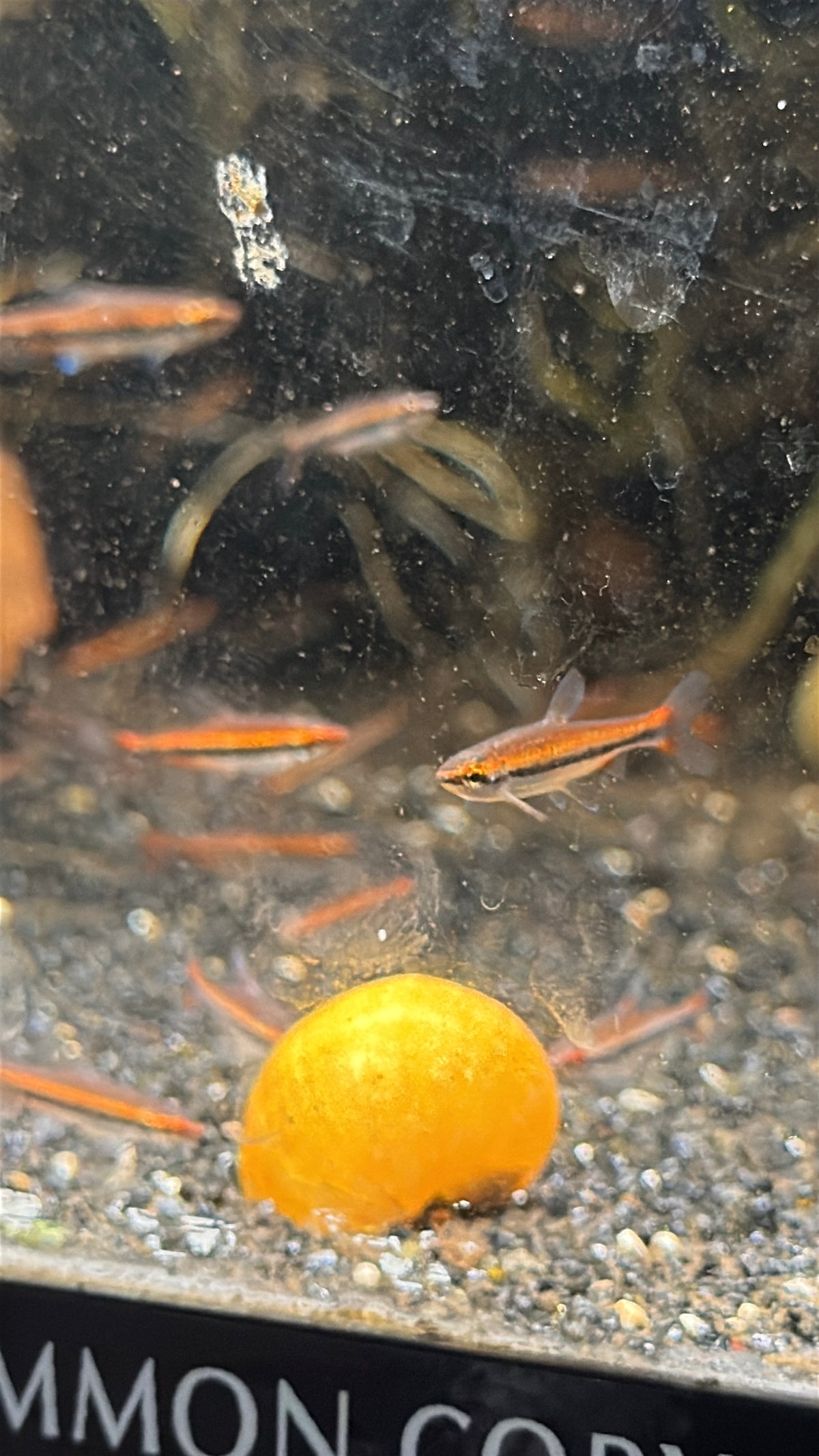 Red pencil fish (3 pack)