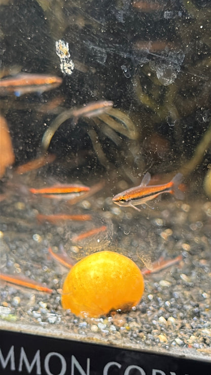 Red pencil fish (3 pack)
