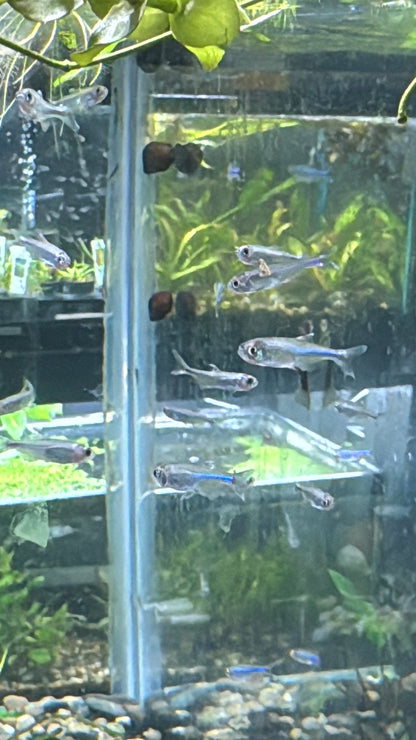 Blue Tetra 3 pack