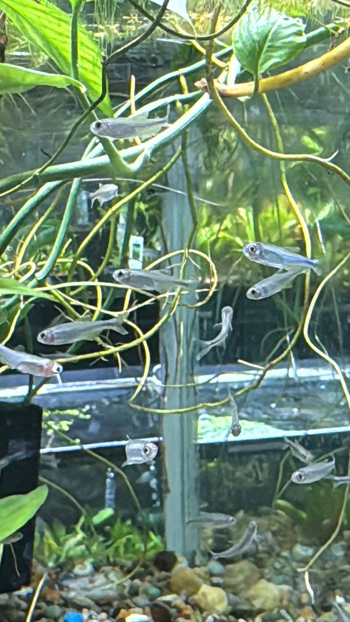 Blue Tetra 3 pack