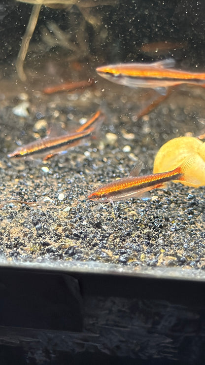 Red pencil fish (3 pack)