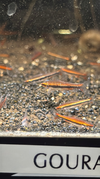 Red pencil fish (3 pack)