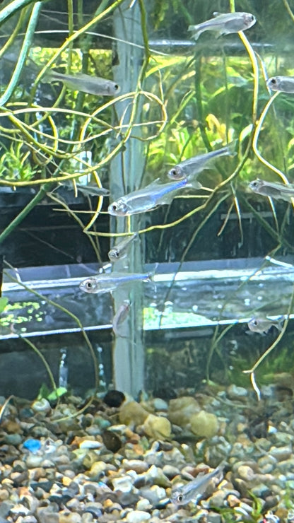 Blue Tetra 3 pack