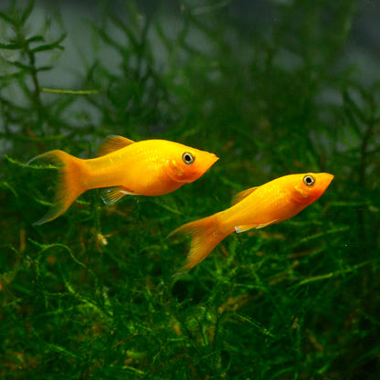 GOLD LYRETAIL MOLLY