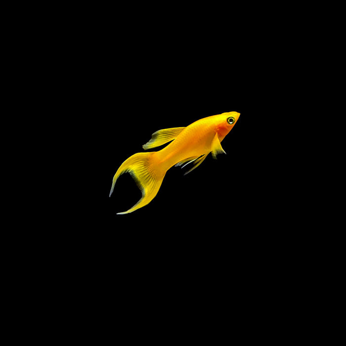GOLD LYRETAIL MOLLY